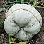 Calabaza Azul Mirecourt - Zucca Montanova