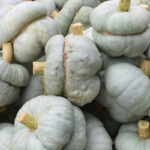 Calabaza Azul Mirecourt - Zucca Montanova