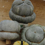 Calabaza Azul Mirecourt - Zucca Montanova