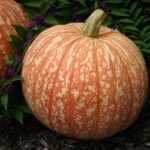 Calabaza One Too Many