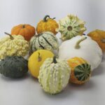 Lote Calabazas Ornamentales Por Kilos