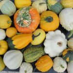 Lote Calabazas Ornamentales Variadas