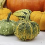 Lote Calabazas Ornamentales