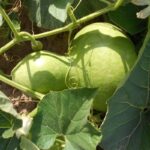Calabaza del Peregrino