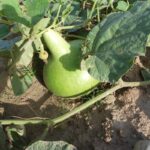 Calabaza del Peregrino en Plantación