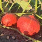 Calabaza Potimarron