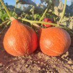 Calabaza Potimarron en Plantación