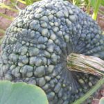 Calabaza Totanera