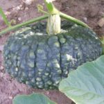 Calabaza Totanera Verde
