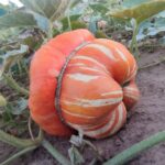 Calabaza Turbante Turco