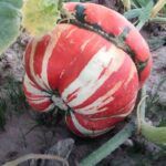 Calabaza Turbante Turco Roja