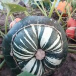 Calabaza Turbante Turco Verde