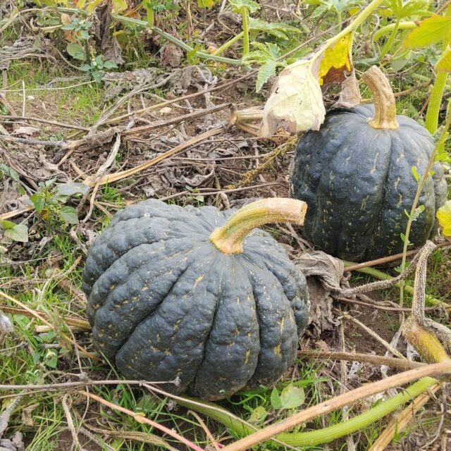 Calabaza Tetsukabuto