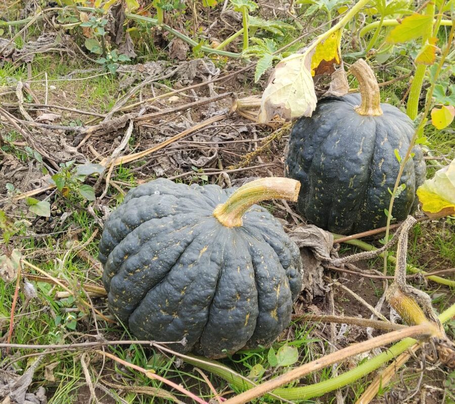 Calabaza Tetsukabuto