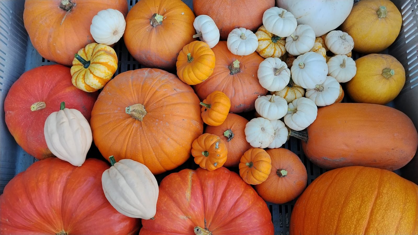 Comienza una nueva campaña en La Casa de la Calabaza
