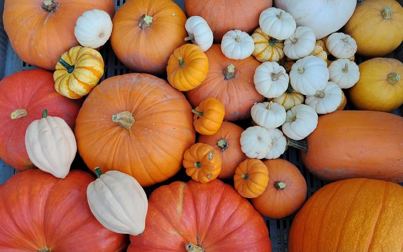 Comienza una nueva campaña en La Casa de la Calabaza