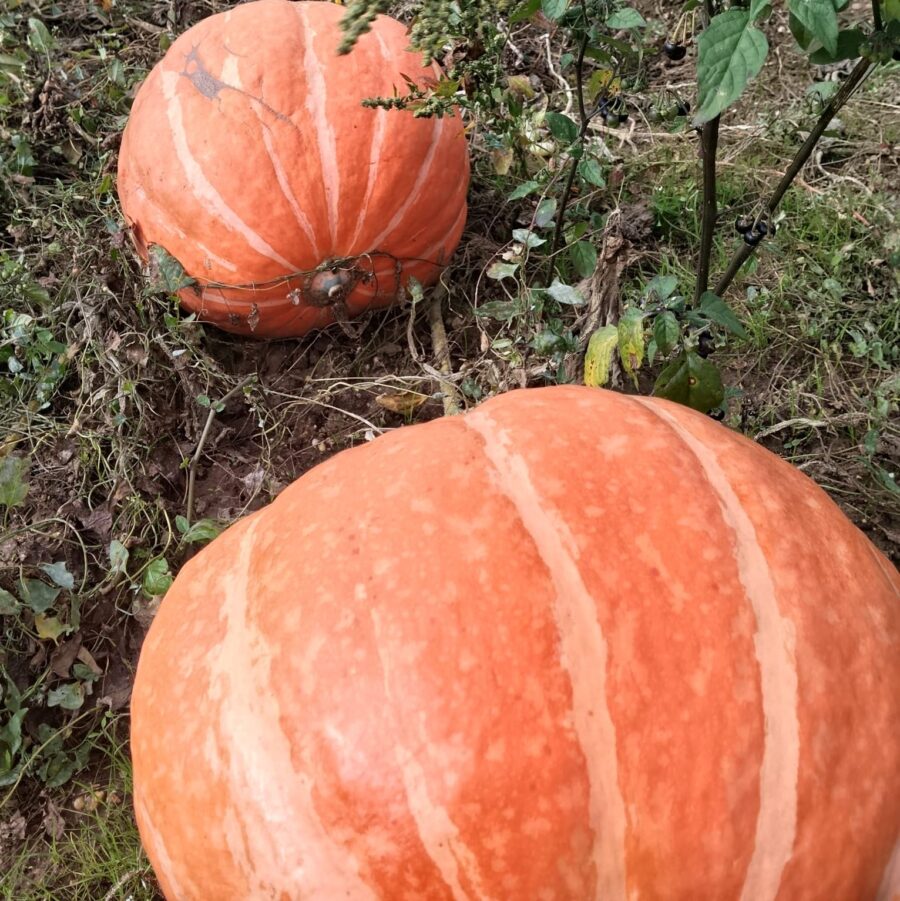 Calabaza Folk