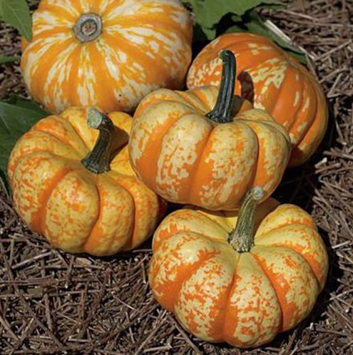 Calabaza Hooligan