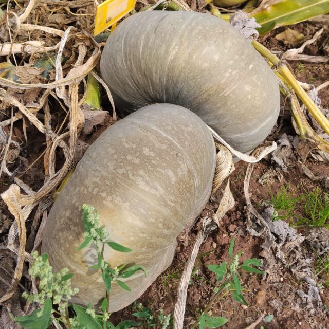 Calabaza Kherson