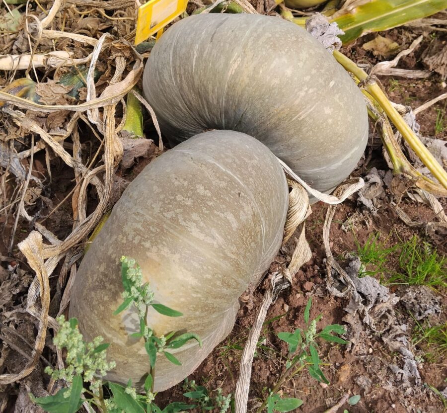 Calabaza Kherson