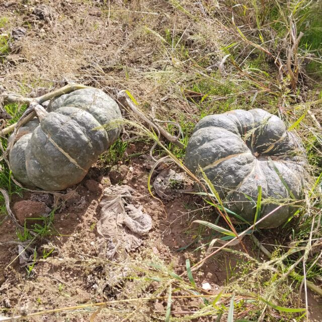 Calabaza Slavuta