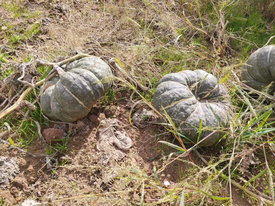 Calabaza Slavuta